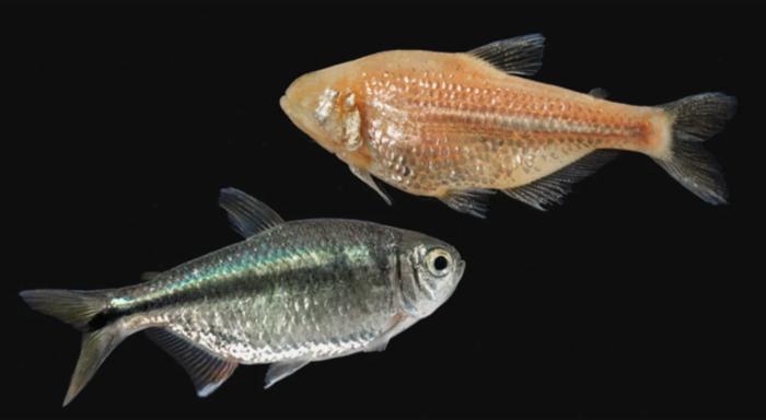 Overeating and starving both damage the liver: Cavefish provide new insight into fatty liver disease