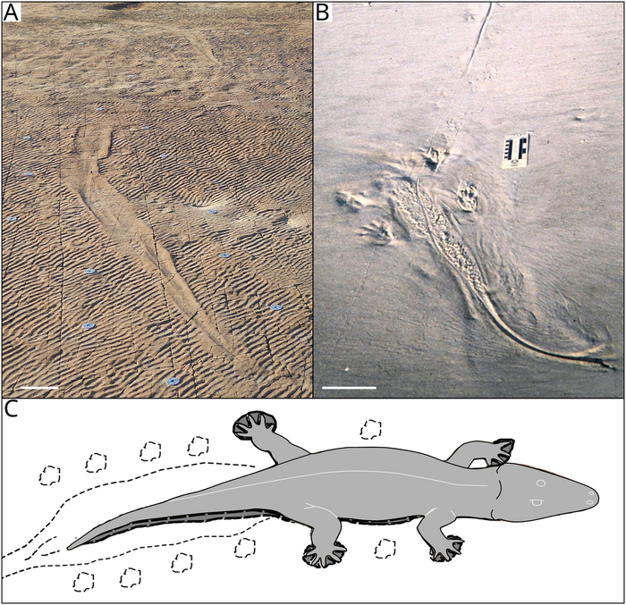 Unique trackway on Permian Karoo shoreline provides evidence of temnospondyl locomotory behaviour