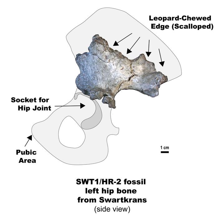 leopard-chewed_edge