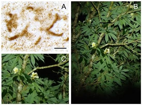 Pollen from excrement and Amami fishflies on Iju tree flowers