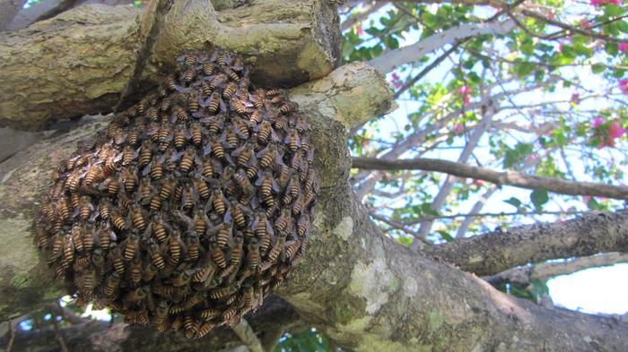 Asian honeybee swarm in Cairns, Queensland.