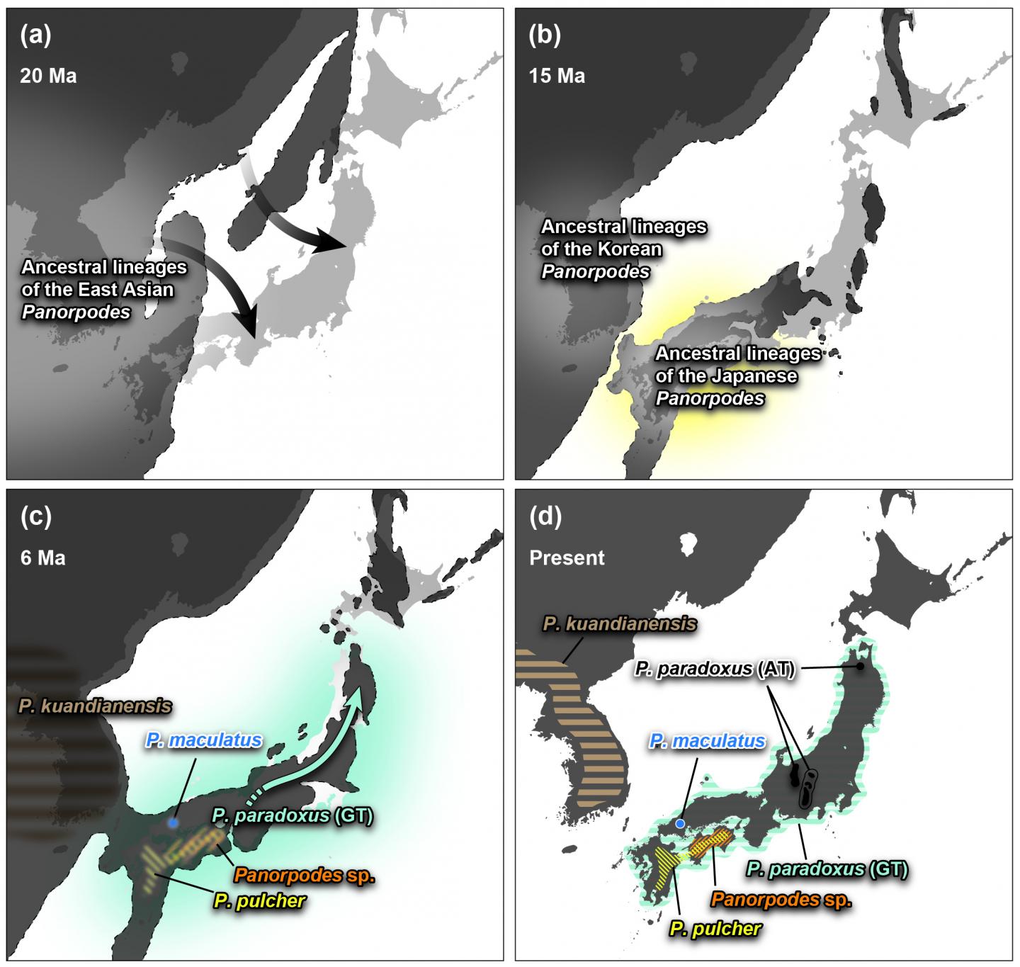 A Scheme of Evolutionary History of the East Asian Panorpodes Scorpionflies