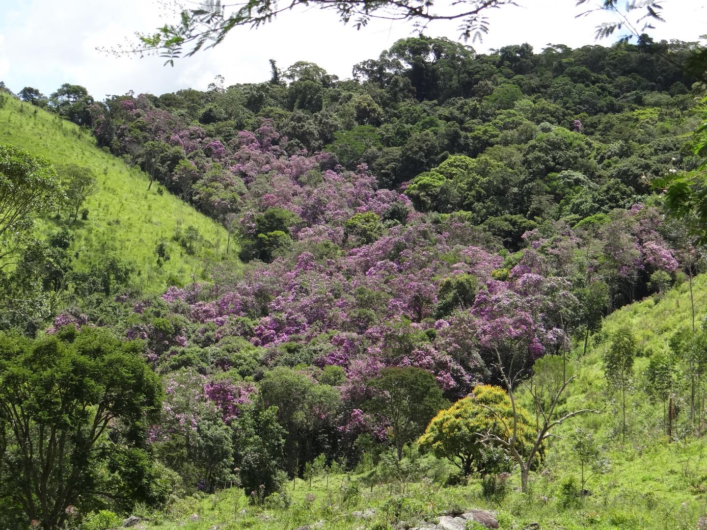 Study investigates Atlantic Rainforest regene