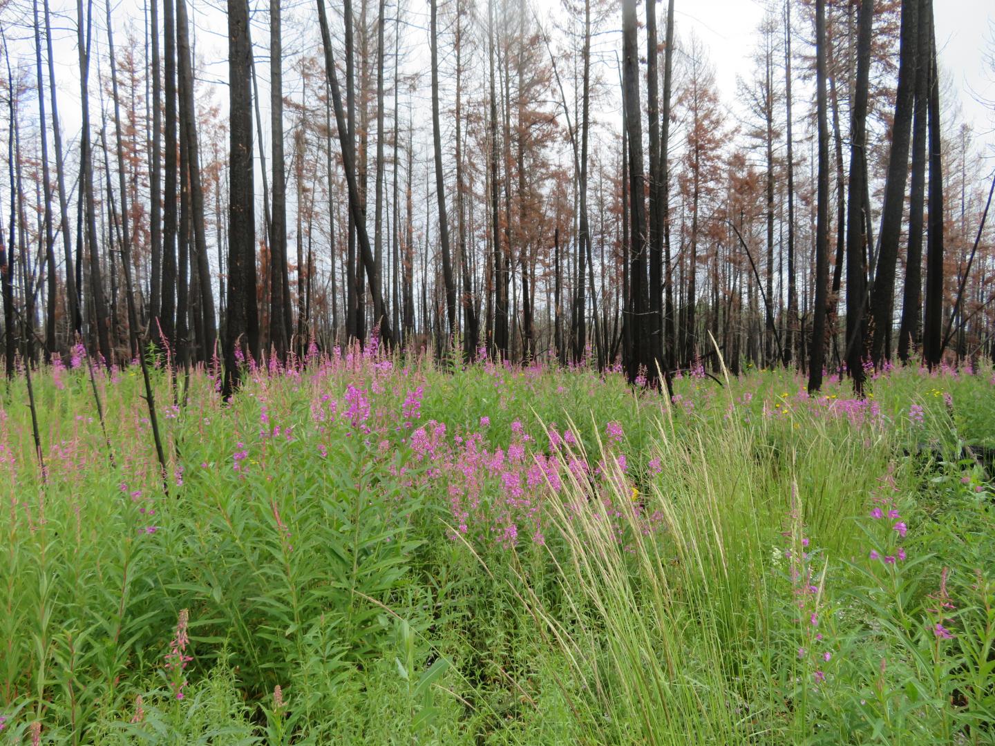 2017 Forest After Wildfire