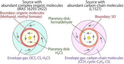 Schematic Illustration of the Molecular Distribution around the Protostars