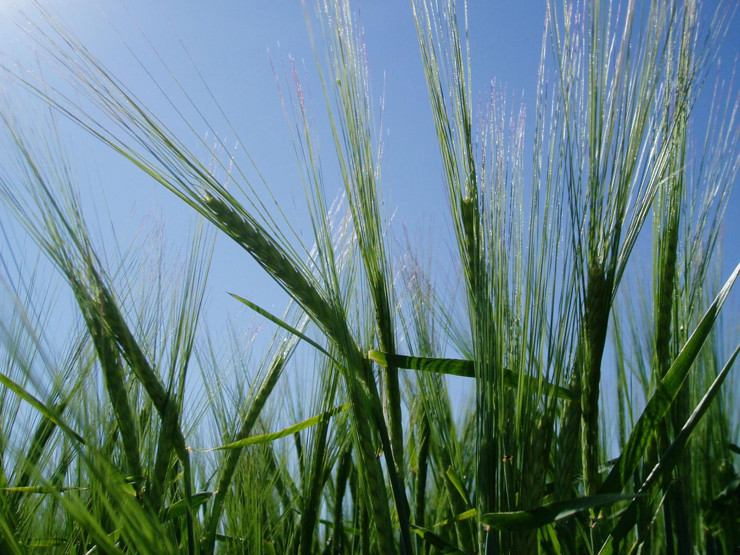 Barley mutant in the field