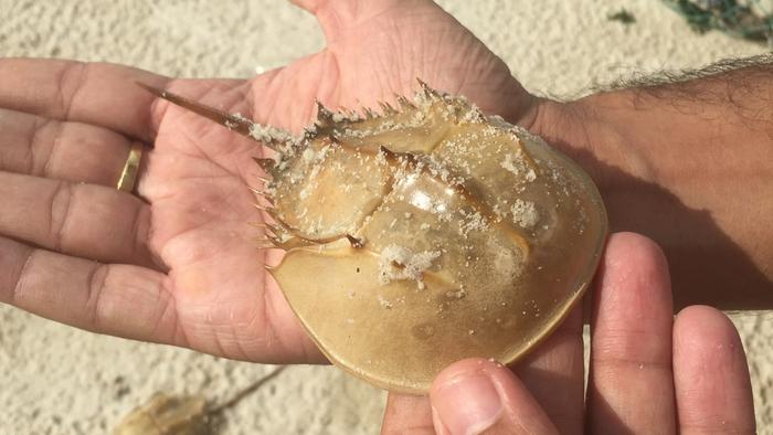 Asian horseshoe crab_1