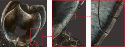 Tooth from study