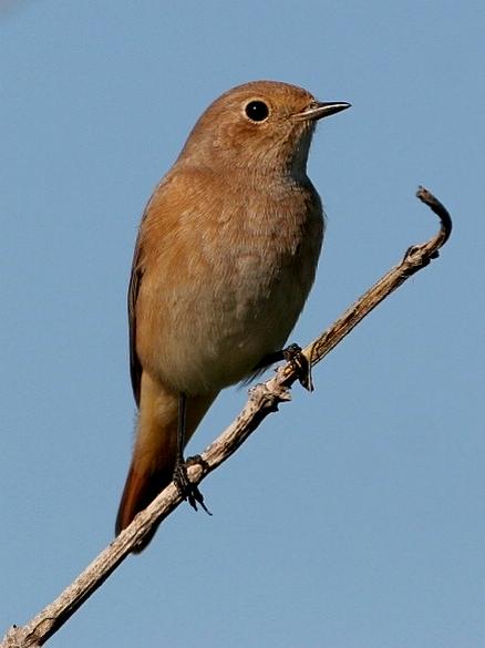A Common Redstart (Phoenicurus phoenicurus) having a pit stop at the island of Helgoland (Germany).
