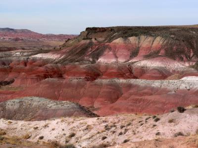 Petrified Forest
