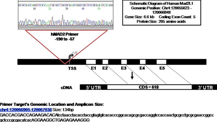 Differential Expression Of Mad2 Gene In Human Eurekalert