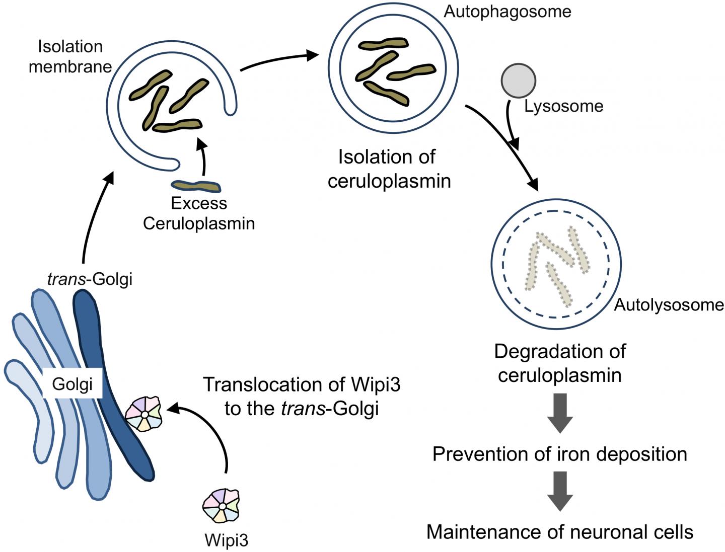 Wipi3 is required for the maintenance of brain cells via alternative autophagy