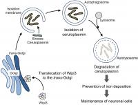 Wipi3 is required for the maintenance of brain cells via alternative autophagy