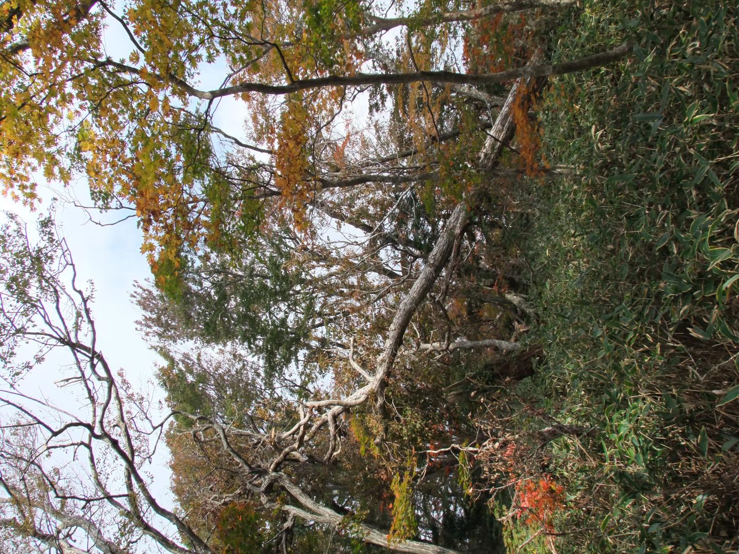 Uprooted Trees in Hallasan National Park, South Korea, after Typhoon Bolaven Struck (1 of 3)