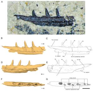 Microzemiotes sonselaensis