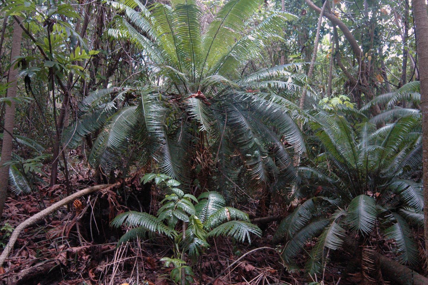 Cycas micronesica