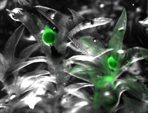 Fertilized Sporophyte in Moss