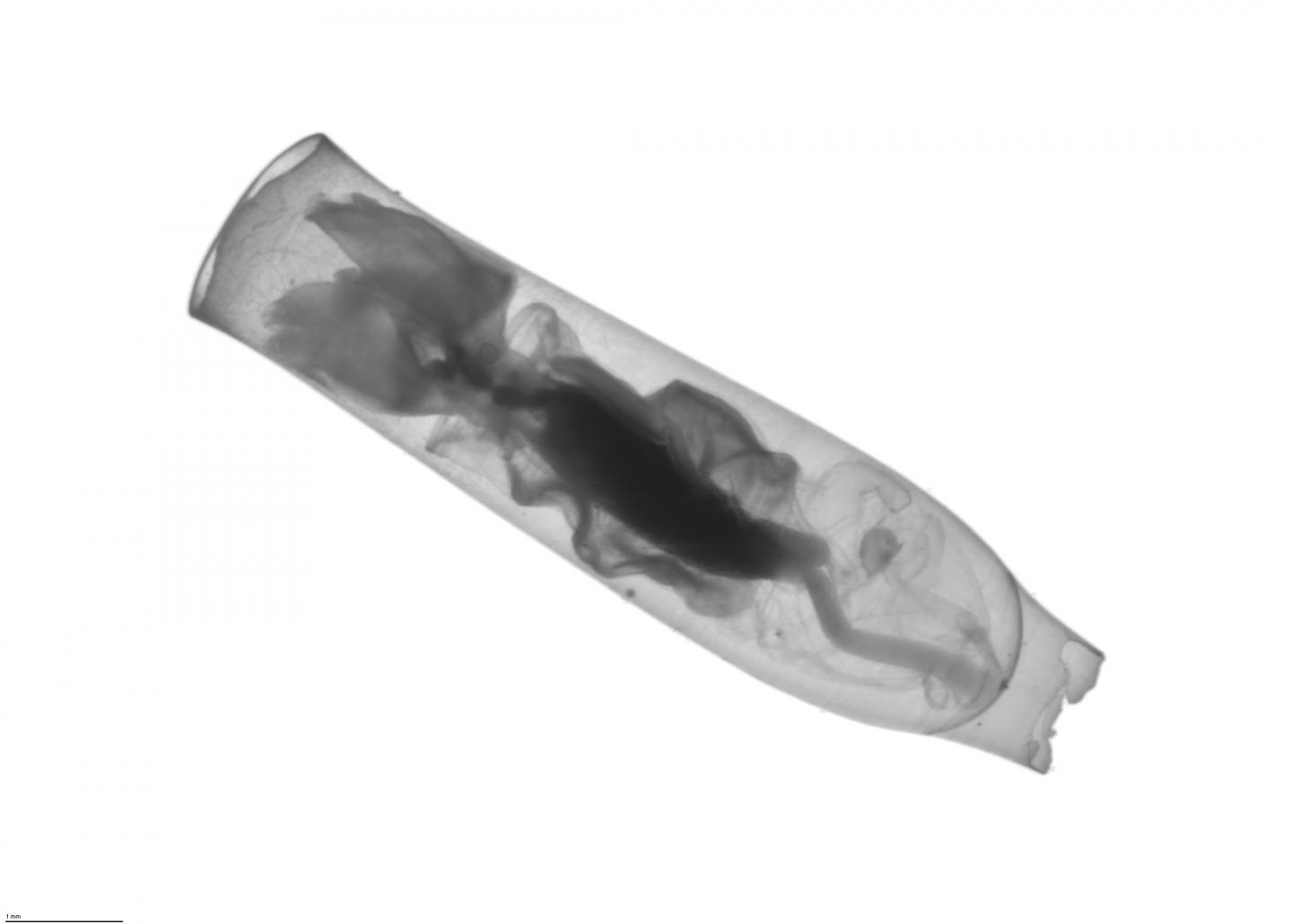 BIOS ZooScanPteropod [IMAGE] EurekAlert! Science News Releases