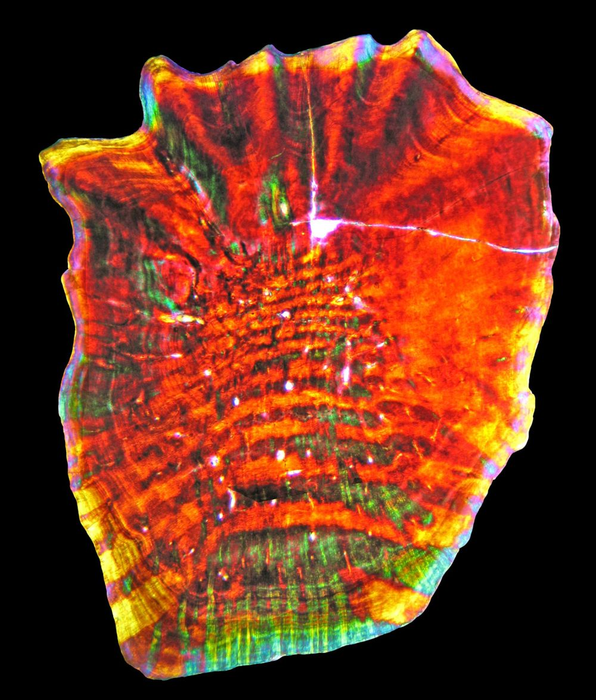 Ancient teeth reveal surprising diversity of Cretaceous reptiles at Argentina fossil site
