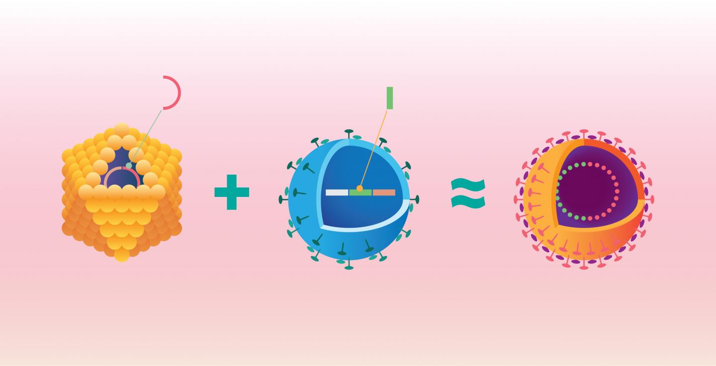 Crucivirus