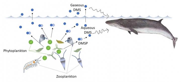 Dimethyl sulfide released into seawater could be used by large marine predators to find food