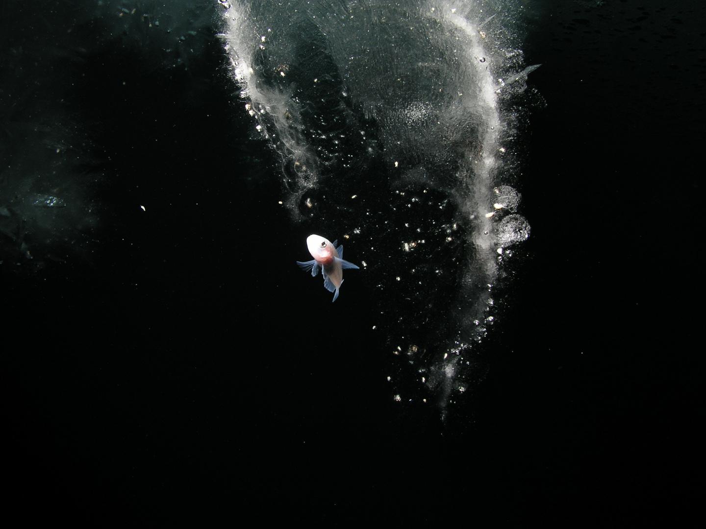 Emerald Rockcod in Antarctica
