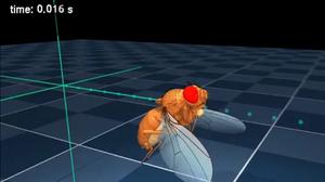 Artificial intelligence brings a virtual fly to life