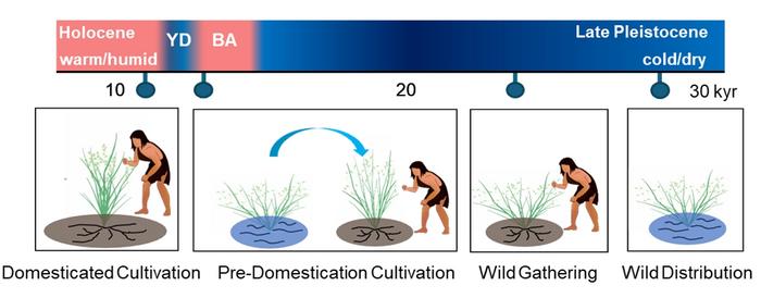 Conceptual model from rice exploitation to domestication since 30 kyr BP in the Lower Yangtze River region