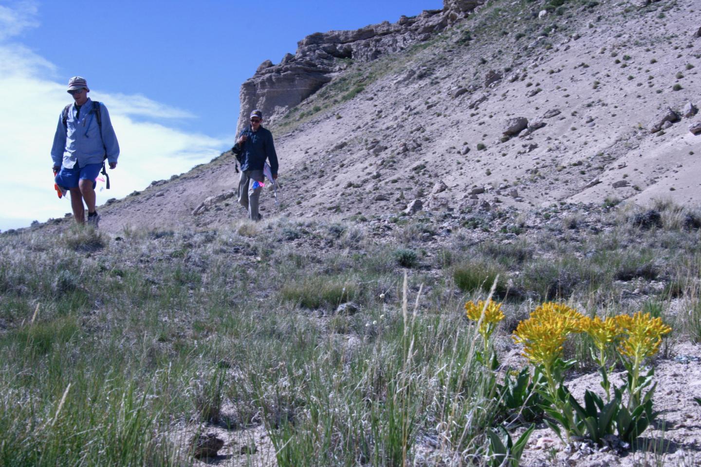Desert Yellowhead Researchers