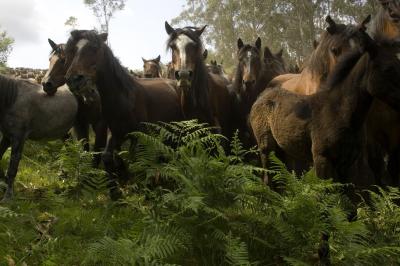 Northern Iberian Horses