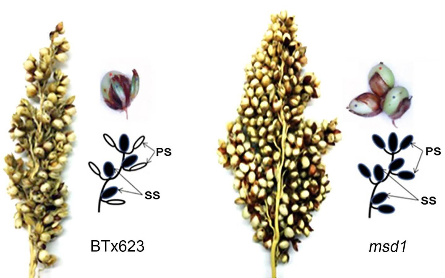 Tripling the Number of Grains in Sorghum