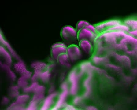 Staghorn coral polyp (<i>Acropora muricata</i>) emerging in low light