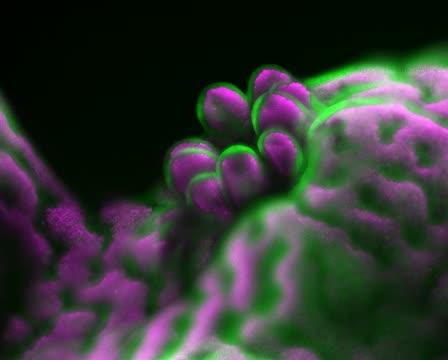 Staghorn coral polyps, A close-up of staghorn coral polyps …