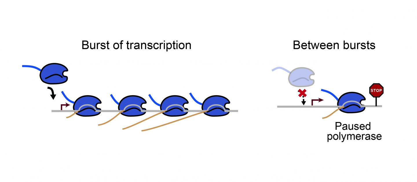 Paused Polymerase