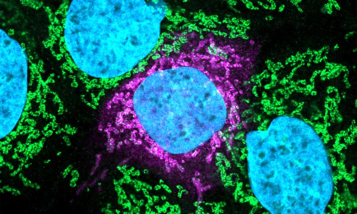 Human and Coronavirus Protein Interaction