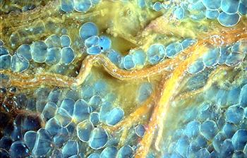 MUSE Image of Fresh Breast Tissue