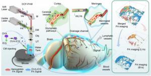 Figure 1 | Three-dimensional high-resolution imaging of meningeal lymphatic vessels and cerebral vessels in vivo.