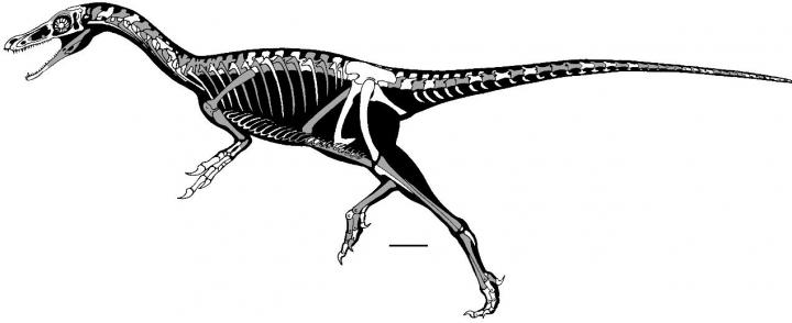 <i>Xiyunykus</i> Skeleton Linedrawing