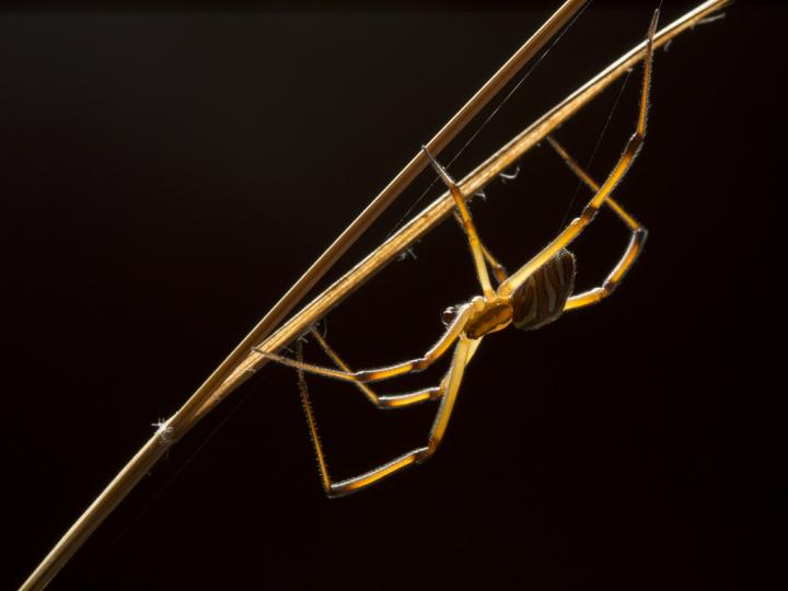 Male Black Widow Spider