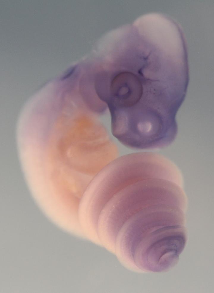 Snake Embryo