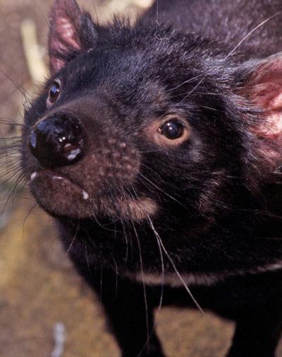 The Origin of Deadly Tasmanian Devil Tumors (1 of 5)