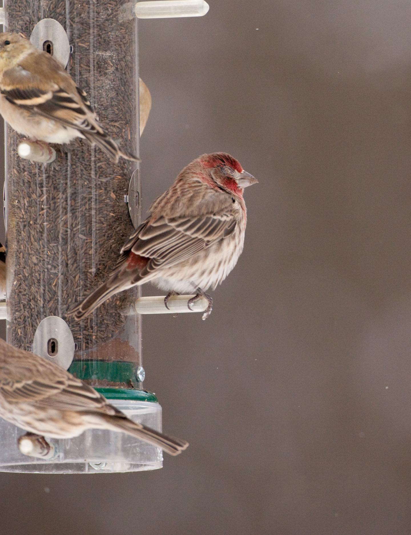 Catch 22: Immune Systems Protect Hosts, But Drive Bacterial Evolution