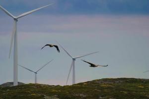 White-tailed Eagles at a wind farm