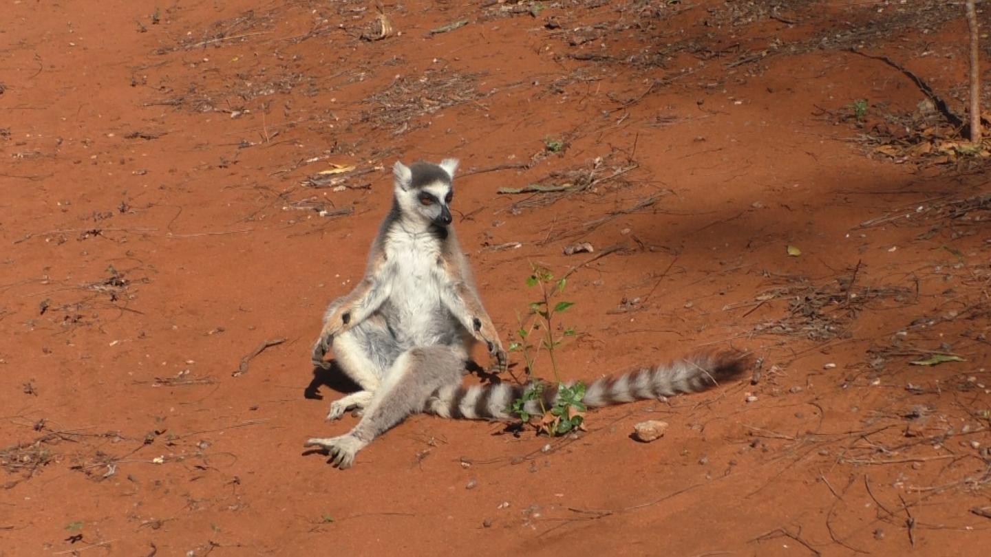 Male Lemur