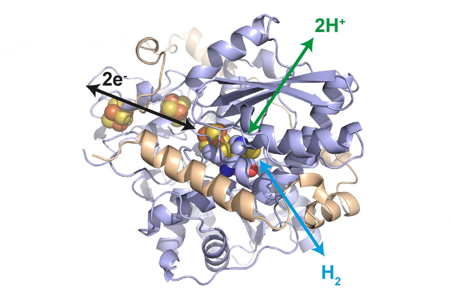 Hydrogenase from Desulfovibrio desulfuricans