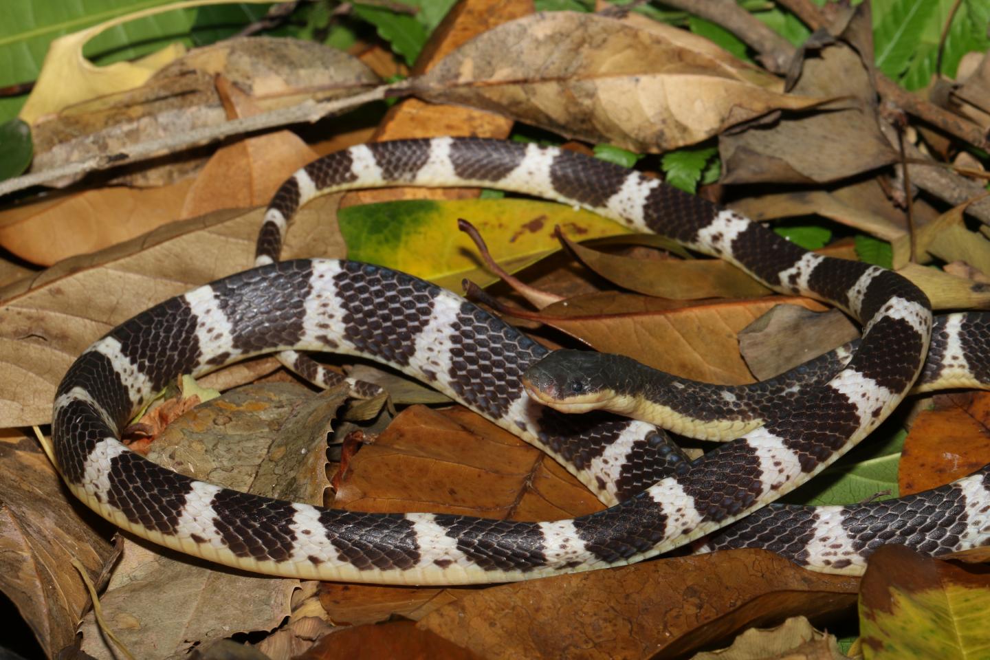 The new krait species Bungarus suzhenae