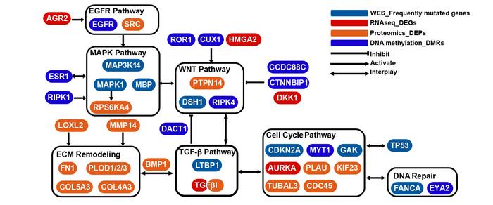 Molecular network