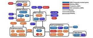 Molecular network