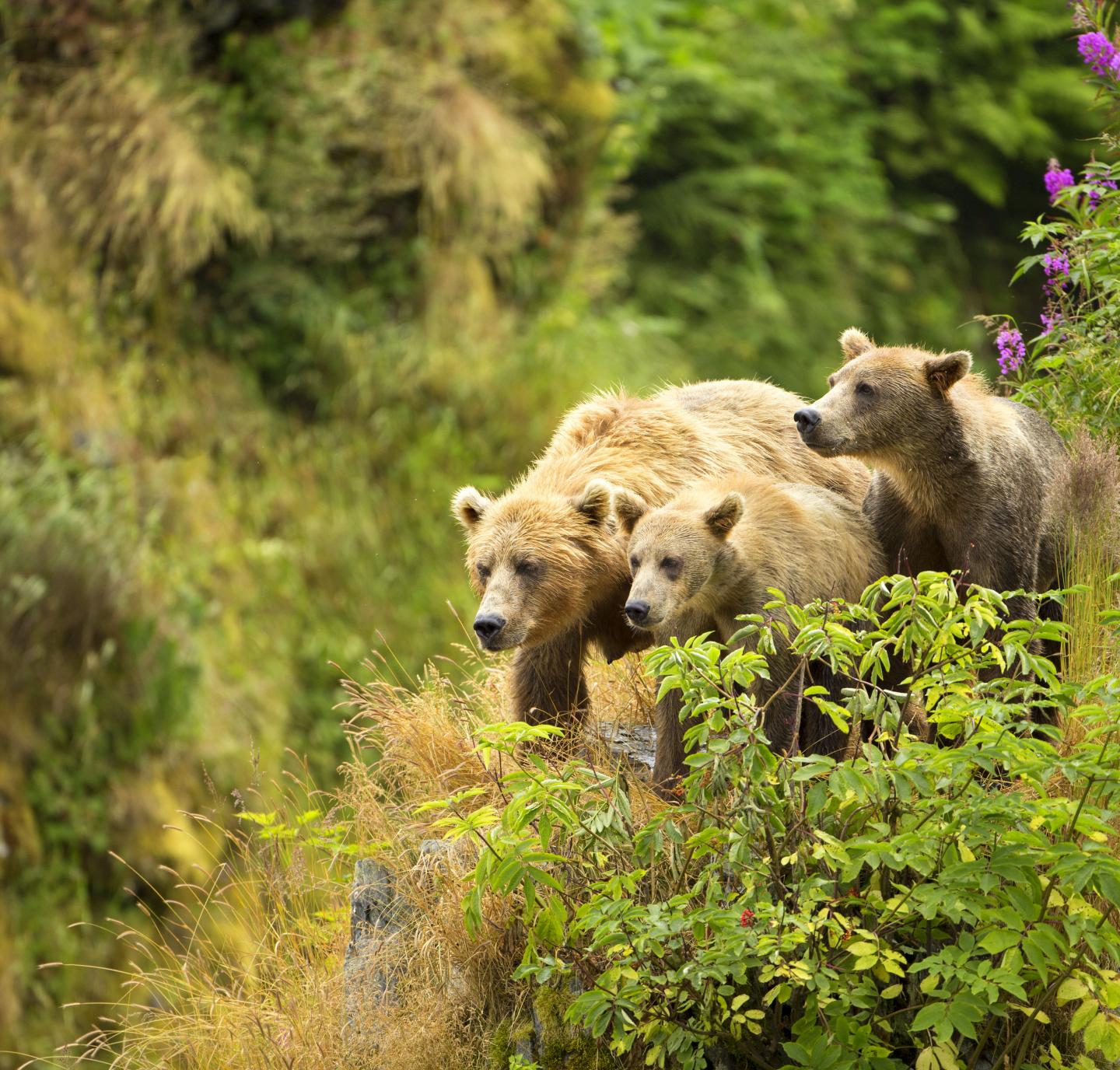 Brown Bears 