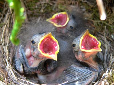 Dark-Eyed Junco Nestlings